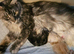 Kittens part Maine coon