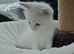 Rehome Full Stunning Ragdoll