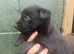 Belgian Malinois puppy&rsquo;s