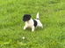 Jack Russel pups