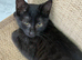 1 female kitten
