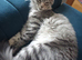 Maine coon kittens available One left.