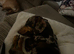 Miniature dachshund names hazel