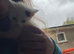 We have 6 beautiful kittens ready to leave next week