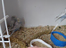Baby budgies.