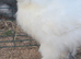 Young bearded silkies