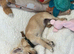 Caramel Tan Chihuahua boy teacup