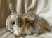 Mini lop babies