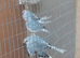 Diamond Doves Breeding Colony X 11