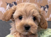 Beautiful Matlipoo puppies available from health tested parents