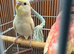 Hand raised female budgie and Bourke