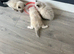 3 gorgeous Ragdolls looking for there forever home