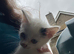 We have 6 beautiful kittens ready to leave next week