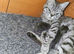 male British shorthair