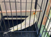 Cockatiel 12 weeks old. Lutino.