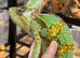 Yemen Chameleon Babies AVAILABLE SEPT/OCT