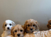cavapoochons