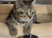 British Shorthair kittens