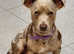 Jack 3Russel lilac & Chocolate Merlel for Stud