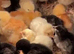 Baby chicks