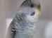 Blackwing's..blue opaline