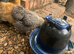 Silkie cockerels for sale
