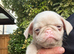 Rare Prestige KC registered Pink Pug Puppies