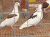 Saddle racing pigeons for sale