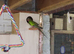 Princess of wales parakeets