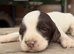 KC Springer spaniel puppies