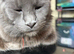 Female Maine coon