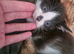 Here i have a bundle of kittens looking for there forever homes