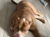 2 and half year old merle Staffordshire bully free to good home