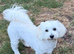 Maltipoo Babies