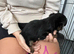 Yorkshire terrier puppies