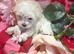 Small little girl left apricot ears and apricot masking Maltipoo