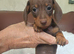 BEAUTIFUL DACHSHUND BABIES