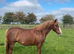 Well bred Chestnut Mare