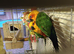 Proven breeding pair jenday conures