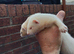 ferrets for sale