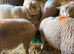 Registered pedigree Ryeland sheep