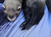Ferrets