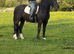Stunning Black Welsh Cob (Section D) &ndash; Future All-Rounder