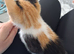 tortoiseshell kittens