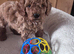 Min Poodle Puppies