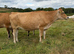 Pure bred Jersey cow for sale