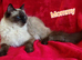 Wonderful Ragdoll Kittens
