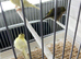 Three canaries not sure on sex
