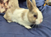 Netherland Dwarf x Dutch