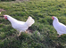 Lovely bluebelle hens available as well as other breeds